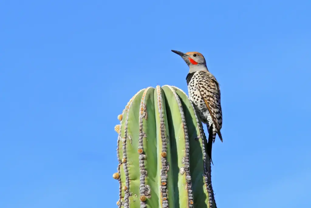Gilded Flickers Perched on Cactus 