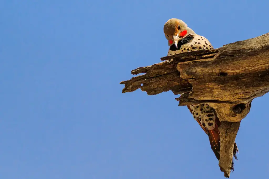 Gilded Flickers Woodpecker Pecking on Dead Wood