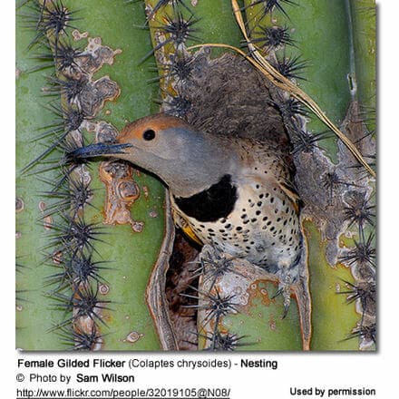 Female Gilded Flicker (Colaptes chrysoides) - Nesting