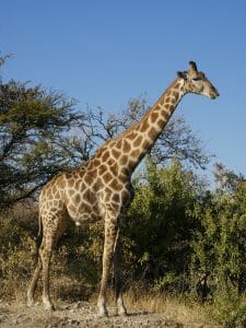A Large Giraffe
