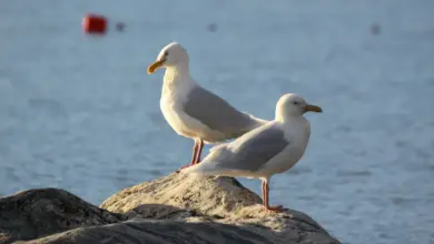 Pair of Glaucous Gulls on the Rocks