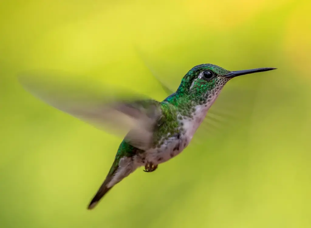 Glittering-throated Emerald Flying
