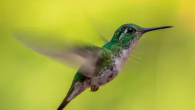 Glittering-throated Emerald Flying