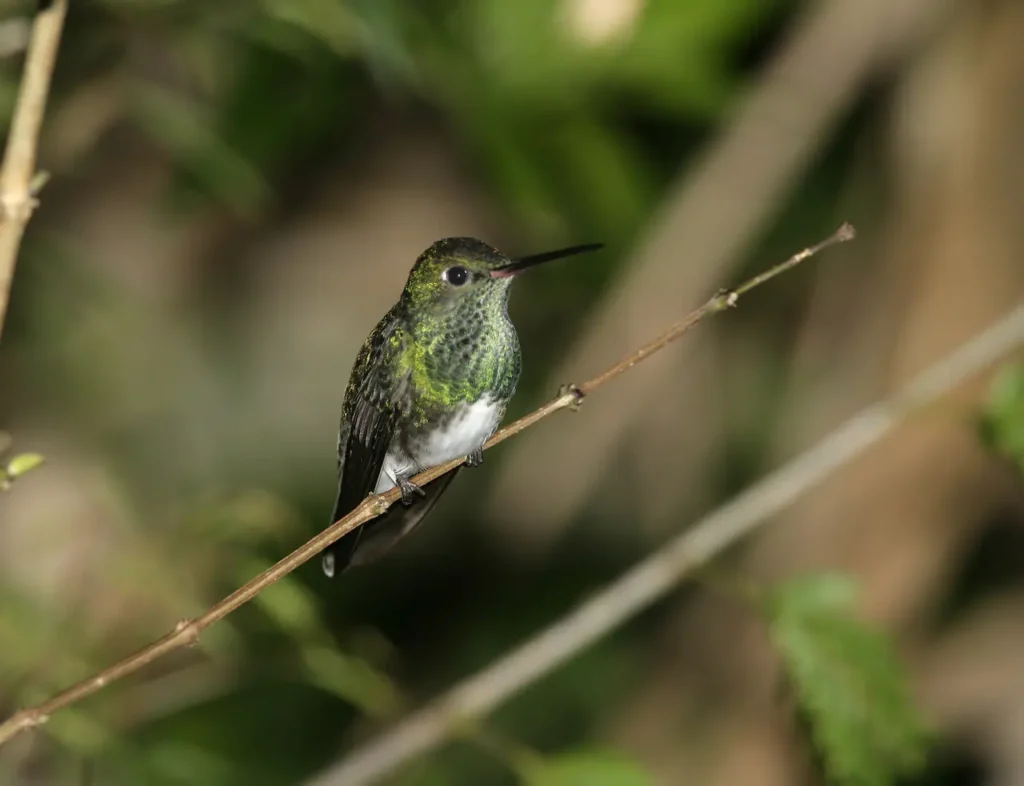 Glittering-throated Emeralds 