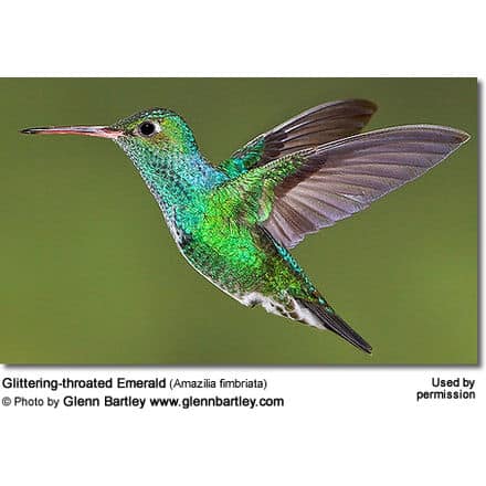 Juvenile Glittering-bellied Emerald