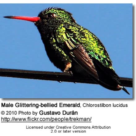 Male Glittering-bellied Emerald (Chlorostilbon lucidus)