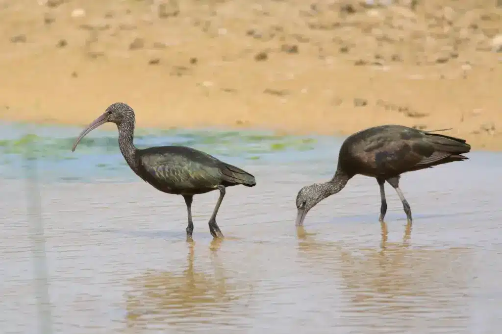 Glossy Ibises on the Water
