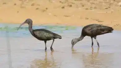 Glossy Ibises on the Water