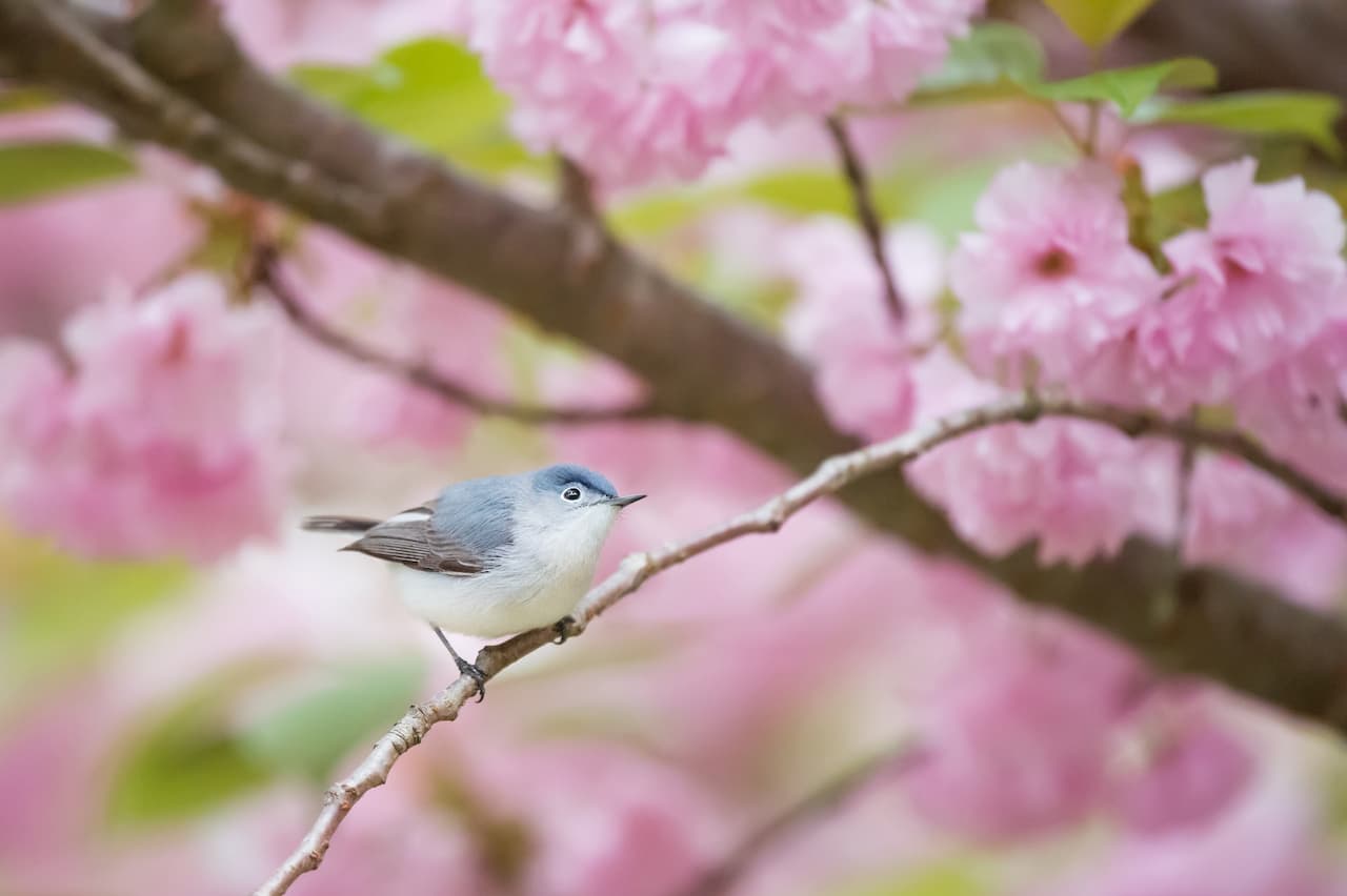 The Gnatcatcher Sits Perched In A Beautiful Pink Cherry Blossom Tree.