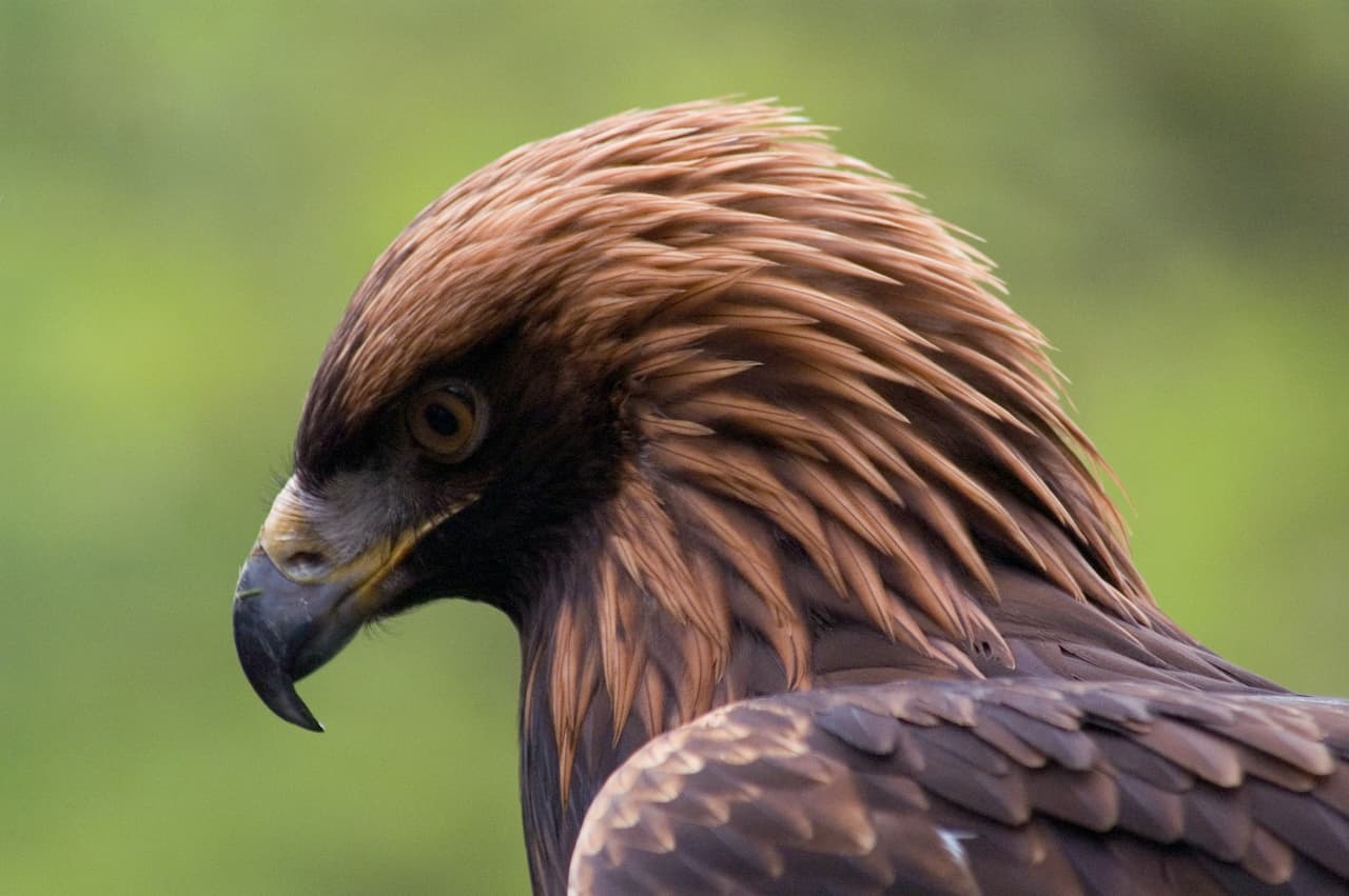 A Golden Eagle head captured in the forest.