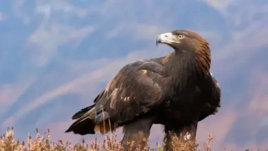 Golden Eagle Looking For Food