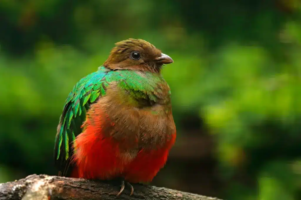 Golden-Headed Quetzals