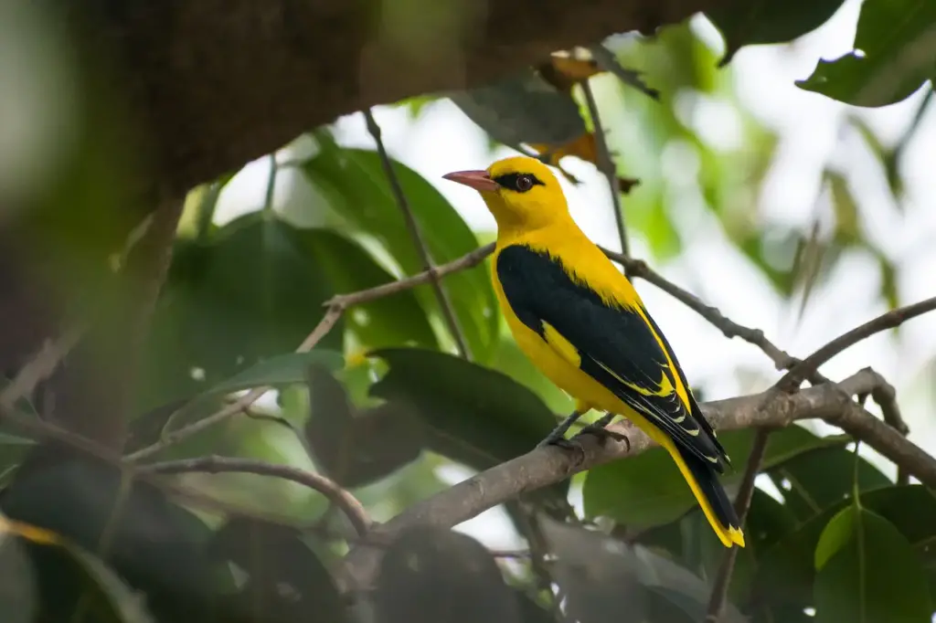 The Golden Orioles Perched Into The Woods