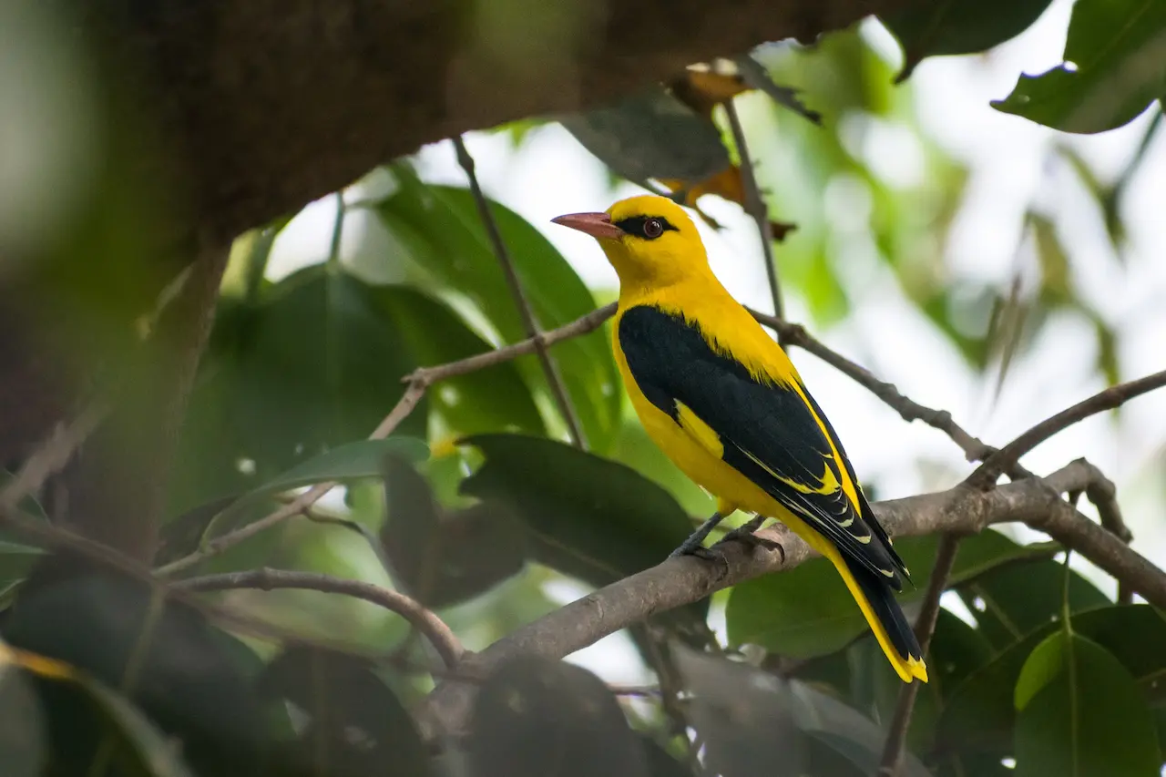 Golden Orioles Image