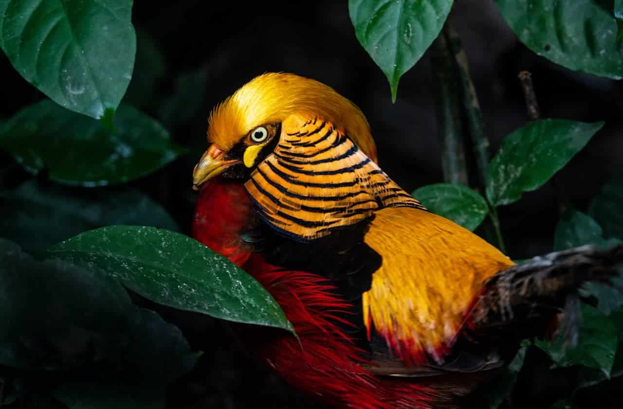 A beautiful Golden Pheasant beside the plants.