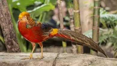 Golden Pheasants Standing on the Wood