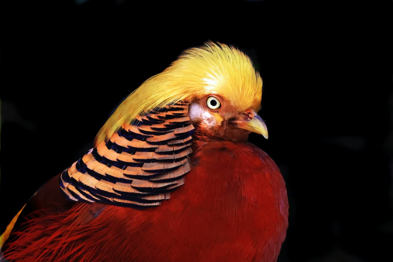 Red Golden Pheasant