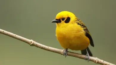 A Golden Tanagers Perched on A Twig