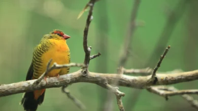 Golden-breasted Waxbills sitting by the tree