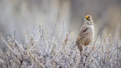 A Golden-crowned Babbler On The Flowers