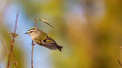 A Golden-crowned Kinglet On The Twig