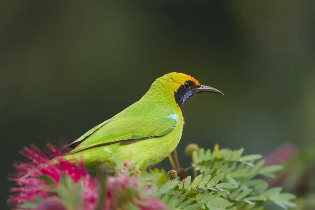 Golden-fronted Leafbird 