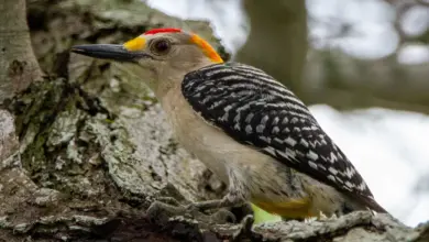 The Golden-fronted Woodpeckers Resting In The Woods