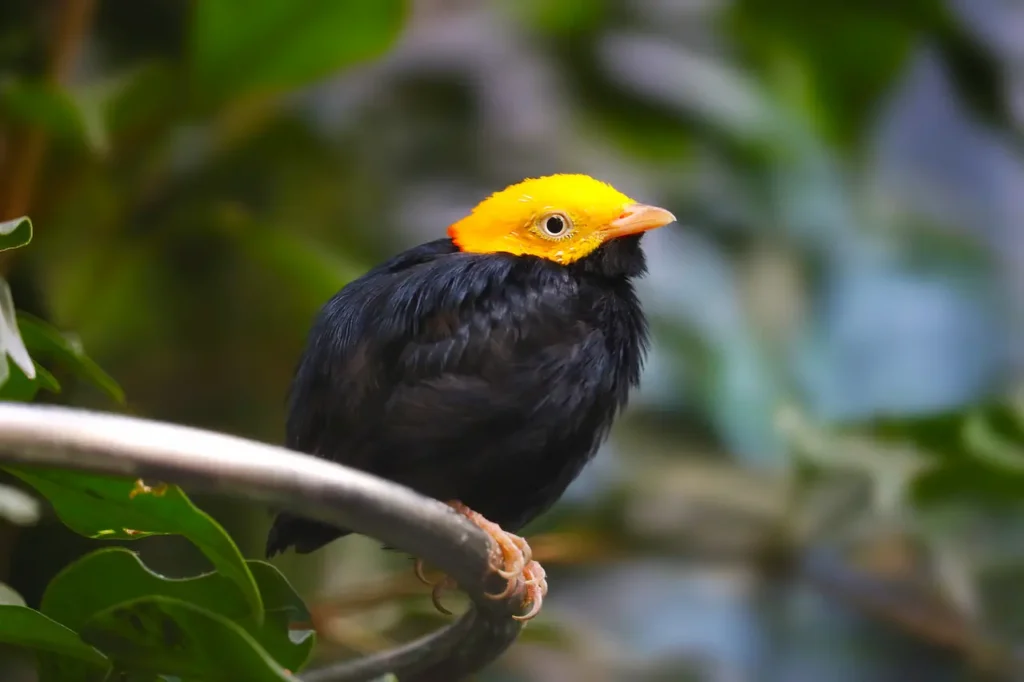 Golden-headed Manakins
