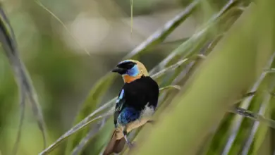 The Golden-hooded Tanager Searching For Food