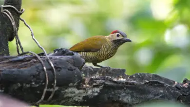 Golden-olive Woodpecker Looking For Food In The Woods