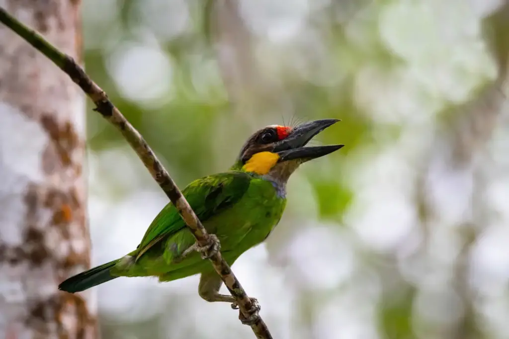 Golden-whiskered Barbets Perched on a Branch 