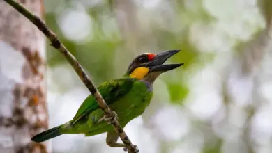 Golden-whiskered Barbets Perched on a Branch