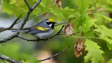 Golden-winged Warblers in the Woods