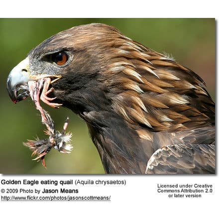 Golden Eagle eating quail (Aquila chrysaetos) feeding on a quail bird
