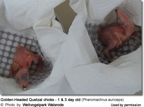 Golden-Headed Quetzal chicks - 1 and 3 day old (Pharomachrus auriceps)