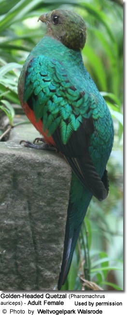 Golden-Headed Quetzal (Pharomachrus auriceps) - Adult Female
