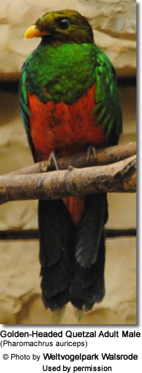 Golden-Headed Quetzal Adult Male