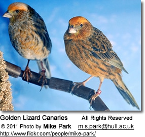 Two Golden Lizard Canaries are perched on a branch against a blue background. Both birds exhibit a mix of brown and gold plumage, characteristic of the Lizard Canary breed. Text at the bottom indicates the image is by Mike Park and includes contact and copyright information.