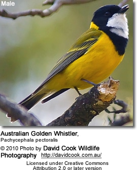 Australian Golden Whistler (Pachycephala pectoralis)