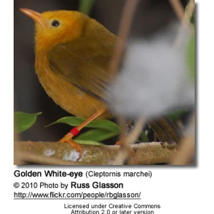 Golden White-eye (Cleptornis marchei)