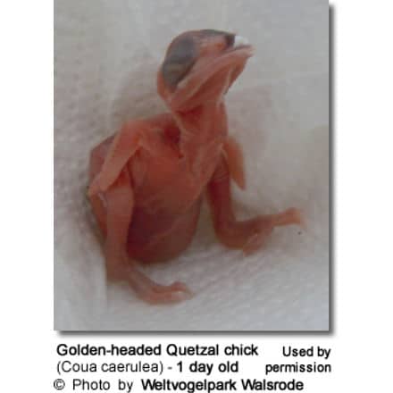 Golden-headed Quetzal chick (Coua caerulea) - 1 day old