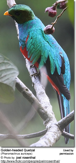 Golden-headed Quetzals (Pharomachrus auriceps)