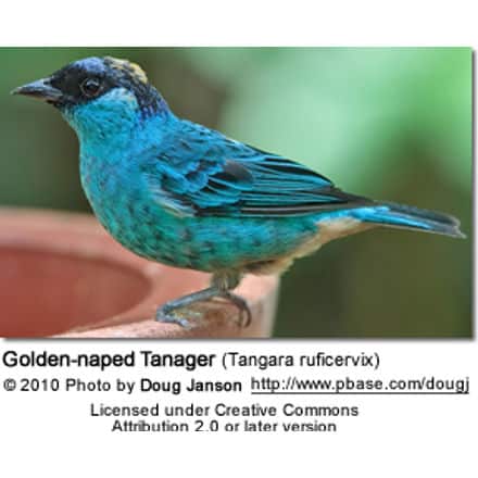 Golden-naped Tanager (Tangara ruficervix)