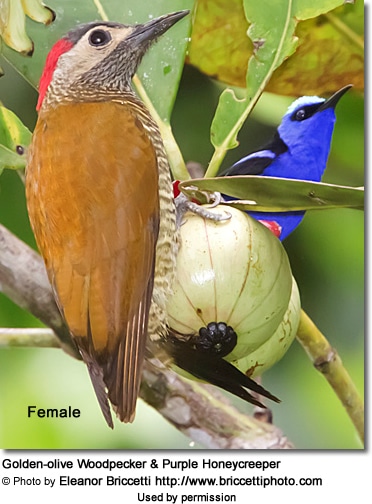 Golden-olive Woodpecker and Purple Honeycreeper