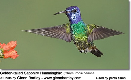 Golden-tailed Sapphire Hummingbird (Chrysuronia oenone)