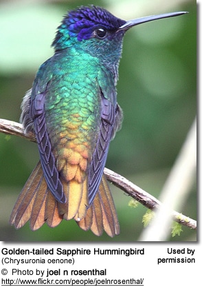 Golden-tailed Sapphire Hummingbird (Chrysuronia oenone)