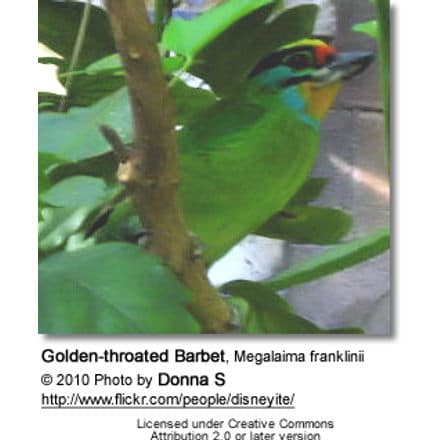 Golden-throated Barbet, Megalaima franklinii
