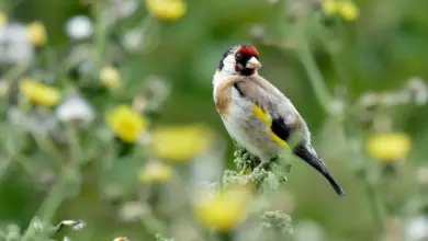 The Goldfinch Species Perched On A Branch
