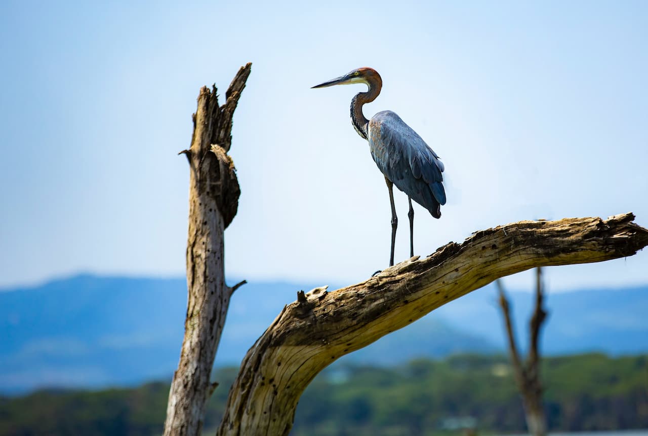 A Goliath Heron Standing On The Wood