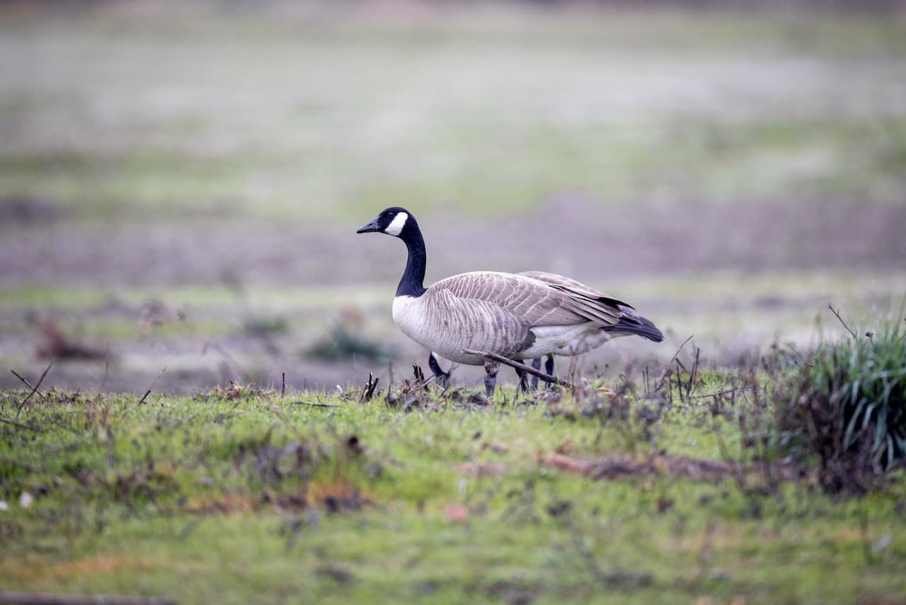 A Goose In A Grassy Area